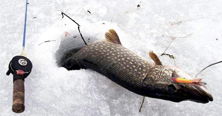 štika ulovená při zimním rybaření na dírkách